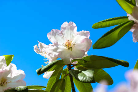 White beautiful azalea flower with green leaves against a blue clear sky in summer day. Blooming Rhododendron shrubs. Blossom flower in a spring garden. Floral wallpaper. Heather family, Ericaceae.の写真素材
