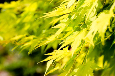Branches with green yellow maple leaves at sunny day. Japanese maple foliage. Autumn summer leaves landscape, a tree in the forest, park. The change of seasons from summer to fall.の写真素材