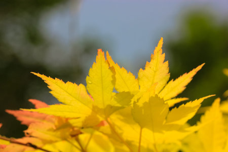 Yellow orange red autumn maple leaves in a blurry background. A change of seasons from summer to...