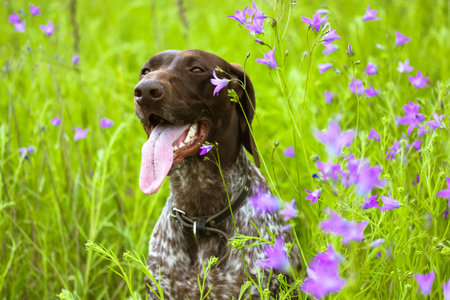 A beautiful happy Drathaar dog on a green meadow among purple wildflowers in bloom at summer. A...