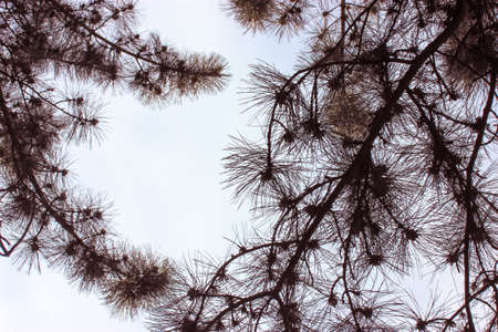 Bottom view of pine branches, thin long needles, cones against a light sky in a forest, park. Evergreen fluffy pinus twigs isolated. New Year's Eve Christmas Tree at gloomy day. A natural background.の写真素材