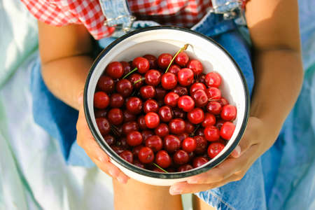 Stella cherry picking. Freshly picked cherries in a garden. A lot of ripe red berries in a white metal bowl in little girl's hands top view, 5-10 years old kid in a denim sundress, checkered red shirtの写真素材