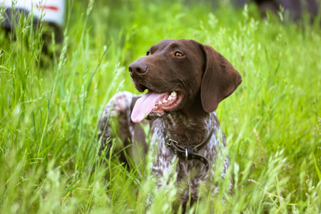 A beautiful Drathaar dog with tongue out on a green meadow at summer day. Concentrated anxious gun...