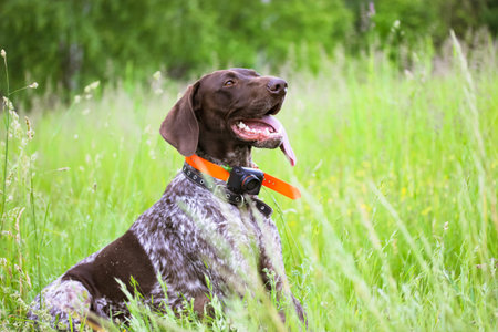 A beautiful Drathaar dog with tongue out on a green meadow at summer day. Concentrated anxious gun...