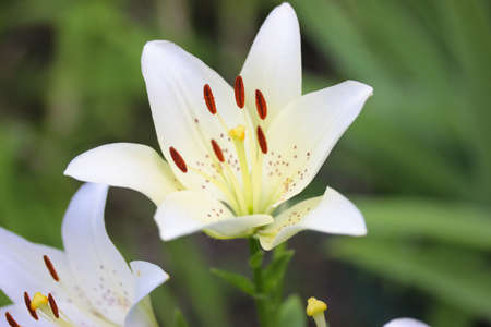 White garden lilies in bloom close-up on a blurry natural green background. Flowers in the park in summer day, spring. Beautiful floral background. Delicate petals, buds. Lilium plant floral wallpaperの写真素材