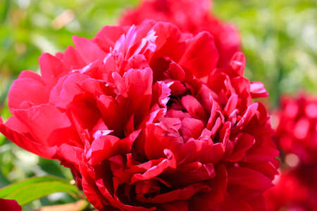 Huge red common peony flower bud (lat. Paeonia) and ants crawling on petals. Lush flowers in bloom in a spring summer garden, park at sunny day. Floral background. Closeup of a blooming peony bud.の写真素材