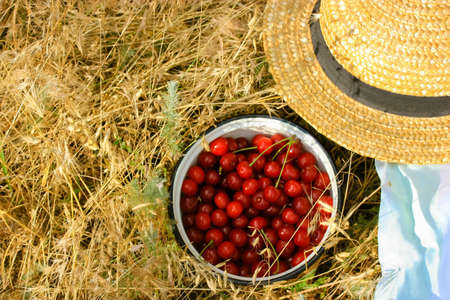 Stella cherry picking. Freshly picked cherries in a garden. Ripe red berries in a white metal bowl against a background of golden ears, sunburnt grass in summer. A straw hat, blue plaid. Place for textの写真素材