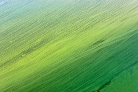 Algae in the lake, river. Active reproduction of microscopic blue-green algae. Water blooming,...