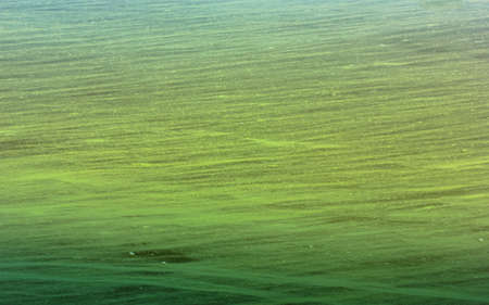Algae in the lake, river. Active reproduction of microscopic blue-green algae. Water blooming, flowering in summer day. Clogging of a dirty water body. Global environmental problem caused by chemicalsの写真素材