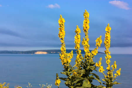 Yellow flowers of verbascum densiflorum, dry grass against a blue water and sky at sunny day. A beautiful natural summer landscape. An island in a sea, river. Medicinal plant Mullein flower in blossomの写真素材