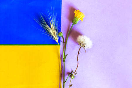 A yellow blue flag of Ukraine. A small bouquet of fluffy wildflowers, ear of wheat - a national, patriotic Ukrainian symbol. A space for text on a violet background. Summertime in Kiev, Eastern Europeの写真素材