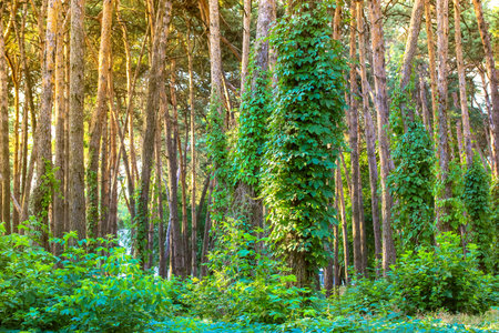 Wild grapes wind around the pine trees in a coniferous park, wood at summer. Climbing plant....