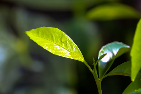 Green leaf of orange or lemon tree on dark blurred natural background. Little potted citrus tree...