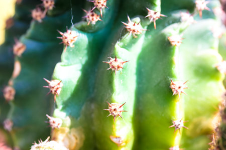 Beautiful yellow-green rough cactus bark with thorns up close at sunny day. Cacti texture background...