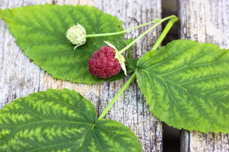 A leaf from a raspberry bush and freshly picked ripe, juicy, sweet pink berry on a woody background...