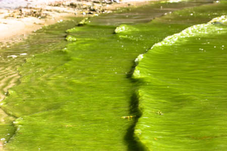 Water blooming, flowering in summer. Clogging of a dirty water. Global environmental problem caused by chemicals. Algae in the lake, river. Active reproduction of microscopic blue-green algae. Waves.の写真素材