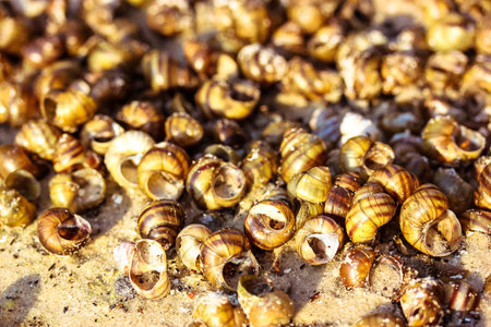 Background with dead snail shells on the sandy seashore, riverbank in summer sunny day. View from...