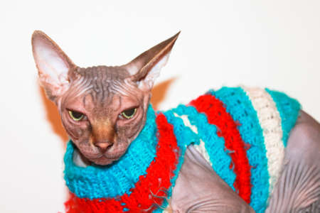 A green-eyed Canadian Sphynx kitten in a striped blue red knit jumper on a white background. Pet clothes. Hairless animals, feline at home. Serious bald cat with big ears. World Cat Day.の写真素材