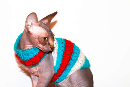 A Canadian Sphynx kitten in a striped blue red knit jumper on a white background. Pet clothes. Hairless animals, feline at home. Bald cat with big ears. World Cat Day. Place for text.の写真素材