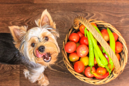 Yorkshire terrier licking himself standing by a wooden wicker basket of tomatoes and peppers. View from above. Seasonal vegetables, farmer's market. A shaggy long-haired funny dog looks up, tongue outの写真素材