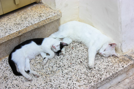 Black and white cats lie relaxed on a stone steps under a house. The homeless felines sleep outside...