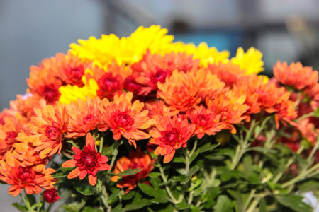 A big bouquet of red, yellow, orange chrysanthemums up close. Autumn winter-hardy flowers in the...