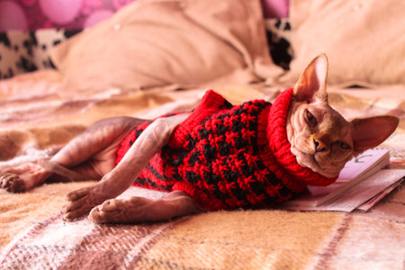 Canadian Sphynx cat in red knit jumper, sweater is lying on a brown plaid. Lovely beloved cats at...