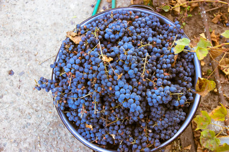 Blue ripe grapes in a large metal round bowl. Harvesting in the autumn season. Vineyards in October. Grape bunches in a bucket top view. Fresh sweet raw berries in the garden. Agriculture, viticultureの写真素材