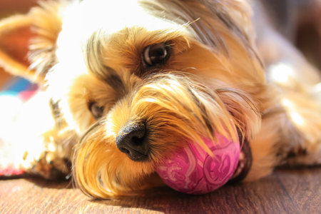 Funny cute brown Yorkshire Terrier dog playing with a purple ball, holding it in teeth. Pet toys. A...