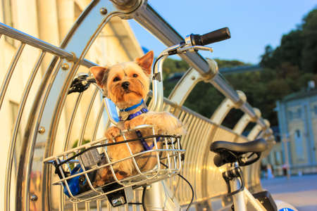 A little cute dog traveling in a bicycle basket at sunny summer day. Funny pet. A purebred fluffy Yorkshire Terrier puppy posing. Bicycle rentals for walks around a city. Trip, travel, leisure conceptの写真素材