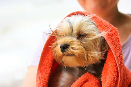 Cute little Yorkshire Terrier dog in a red terry towel after a swim on a bank of a river, sea. Funny puppy resting on a coast at summer windy day. Happy wet pet getting dried. Place for text. Canine.の写真素材