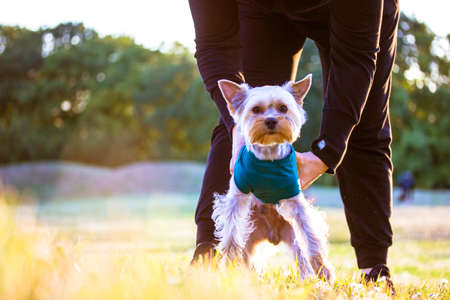 Owner with a small Yorkshire Terrier dog, puppy standing outdoor in green grass at sunny summer, fall, spring day. A concept of pets caring, pet lovers. Clothes for dogs. Canine theme. Place for text.の写真素材