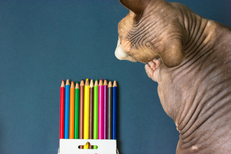 Bald Canadian Sphynx cat sitting on a blue background, looking at the colorful pencils in box. Creativity, art, back to school concept. Naked wrinkled pet sphinx kitty view from above. Space for text.の写真素材