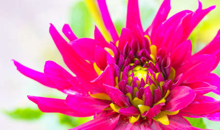 Beautiful pink green ornamental dahlia fresh petals close up. Amazing macro shot of large open bud on light lettuce background. Autumnal flower blooming in botanical garden, park. Floral blossoming.の写真素材