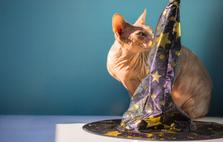A bald gray Canadian Sphynx cat sniffing a witch's black hat with golden stars standing on a white table. Funny kitty in modern interior. Halloween accessories, party concept. Place for text. A pet.の写真素材