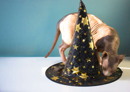 A bald gray Canadian Sphynx cat sniffing a witch's black hat with golden stars standing on a white table. Funny kitty in modern interior. Halloween accessories, party concept. Place for text. A pet.の写真素材