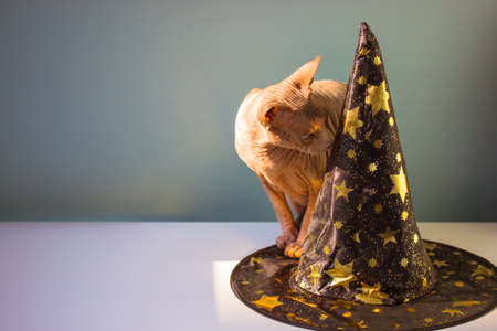 A bald gray Canadian Sphynx cat sniffing a witch's black hat with golden stars standing on a white table. Funny kitty in modern interior. Halloween accessories, party concept. Place for text. A pet.の写真素材