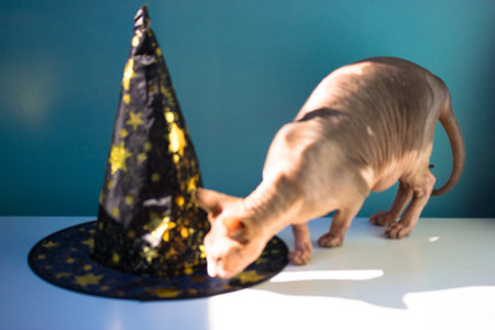 A bald gray Canadian Sphynx cat sniffing a witch's black hat with golden stars sitting on a white table. Funny kitty in modern interior. Halloween accessories, party things concept. Bald pet at home.の写真素材