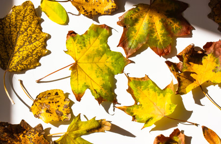 Autumn yellowed withered fallen maple leaves on a white background top view at sunny day. Autumn,...