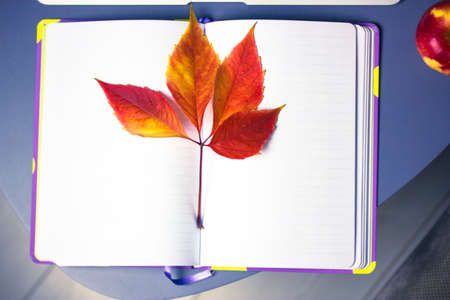 Open blank notebook, dairy on gray table flatly. Red wild autumnal grape leaf lies on clean white sheets of paper at autumn season. September, October, November. Place for text, copy space. Workspace.の写真素材