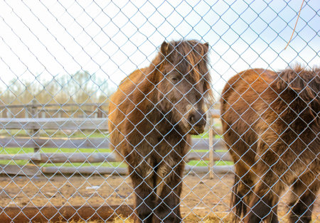 Two small brown ponies standing on a meadow, pasture, ranch paddock. Little horses in a cage at the farm. Livestock, agriculture industry. Equine, animals on a private farm or in a zoo. Place for textの写真素材