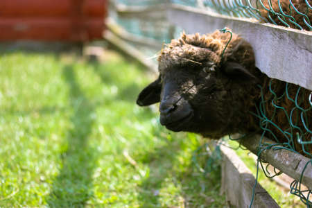 Portrait of a funny curly brown sheep peeking out from behind a wooden fence in a pen at home farm paddock .. Animal grazing outdoors at sunny day. Livestock, husbandry, cattle breeding, agriculture.の写真素材