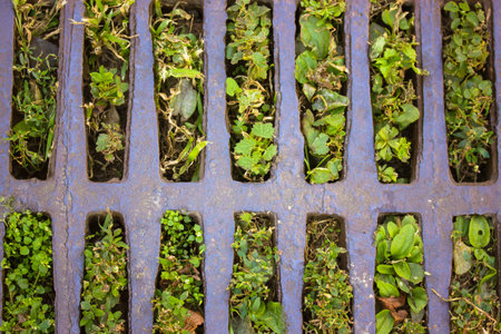 Rain drainage metal grid through which sprouts various green plants, grasses, leaves top view....