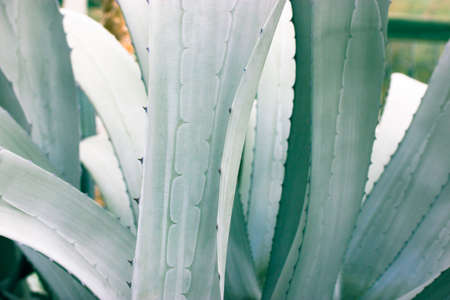 Giant blue-green agave leaves with sharp spines. Growing flowers. Botanical garden. Asparagaceae backgrounds textures. Exotic plants of Mexico used in pharmacology, cosmetic products. Cacti succulentsの写真素材