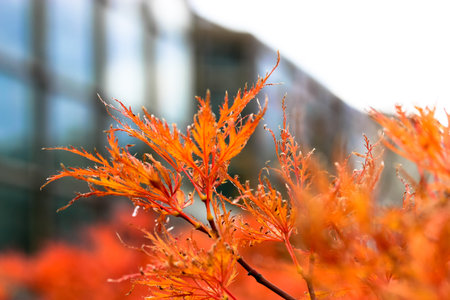 Red maple leafs. Acer palmatum bright red orange foliage on tree branches. Changing seasons of year....