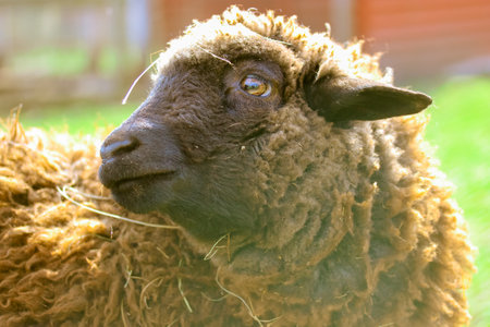 Portrait of a funny curly brown wool black-faced sheep standing on green grass on meadow, pen, farm paddock, pasture. Animal outdoors at sunny day. Livestock, husbandry, cattle breeding, agriculture.の写真素材