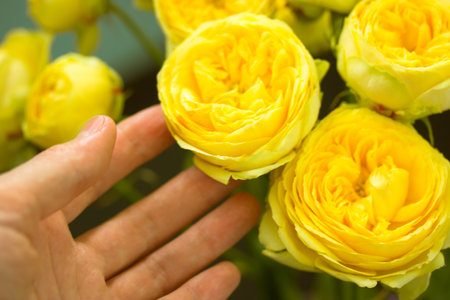 Beautiful bouquet of yellow Austin roses. Woman's hand reaches for flowers, touching delicate petals of peony-shaped roses buds. Florist. Customer chooses flowers in a florist's store. Greeting card.の写真素材