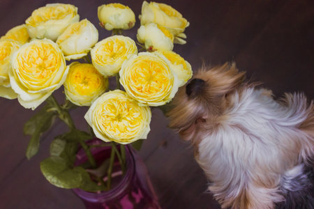 Cute Yorkshire Terrier puppy sniffing yellow peony-shaped rose in vase. Austin roses flower buds delicate petals bouquet top view. Floral greeting card for birthday, Mother's Day, anniversary, March 8の写真素材