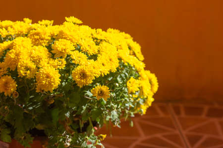 Yellow orange chrysanthemums bouquet at fall. Autumn fragrant flowers full bloomの写真素材