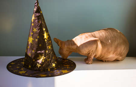 A bald gray Canadian Sphynx cat sniffing a witchs black hat with golden stars sitting on a white table. Funny kitty in modern interior. Halloween accessories, party things concept. Bald pet at home.の写真素材
